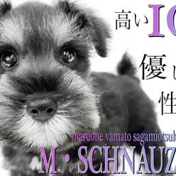 【 ミニチュア・シュナウザー 】初心者に超オススメ！賢く優しく、抜け毛が少ない！