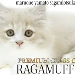 【 ラガマフィン 】神奈川No.1の可愛い見た目!?プレミアム認定のぬいぐるみ猫