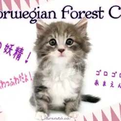 【 ノルウェージャンフォレストキャット 】ふわふわ甘えんぼ!美しき森の妖精!