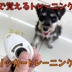 【 クリッカートレーニング 】誰でも簡単に音で覚えるトレーニング！