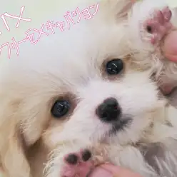 【 MIX 】ビション×（キャバリア×ビション）＝ビションキャバション登場！