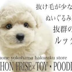 【 MIX 】生後2ヶ月半で手入れ慣れOK！両親はビションフリーゼとトイプードル