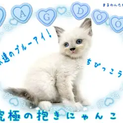 【 ラグドール 】永遠のブルーアイ！飼いやすさ抜群！究極のだっこちゃん！