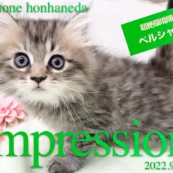 【 ペルシャ 】天性の度胸を持ったフレンドリーキャット王子！