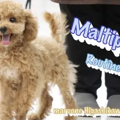 【 MIX(マルチーズ×トイプードル) 】マルプーちゃんのルーティンブログ
