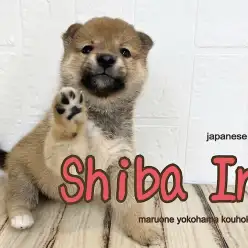 【 柴犬 】笑顔がかわいい、ムッチリボディの赤柴の女の子