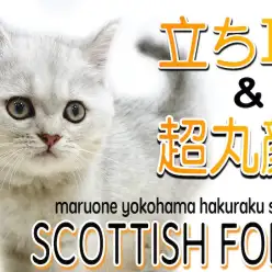 【 スコティッシュフォールド 】丸顔に立ち耳がアクセント！個性豊かな希少色！
