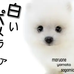 【 ポメラニアン 】大人気の白ポメ！小さめサイズで生後60日で体重452g！