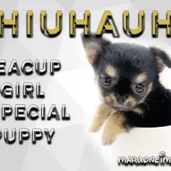 【 チワワ 】生後59日体重416g!極小サイズの超フレンドリーな女の子!