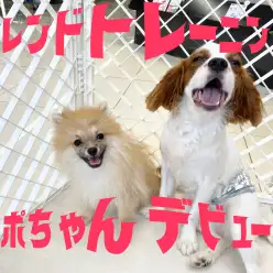 【 9/26大倉山店ショートブログ 】ポポちゃんのフレンドトレーニングデビュー！