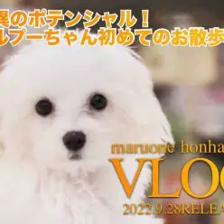 【 本羽田店VLOG  】驚愕のポテンシャル！マルプーちゃんのお散歩デビュー編！