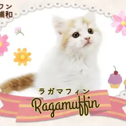 【 ラガマフィン 】猫界のテディベア！おっとり甘えん坊で愛情深い男の子