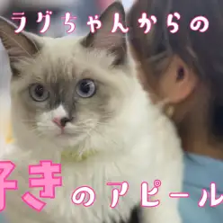【 猫の気持ち 】ラグドールちゃんをモデルに猫の感情表現を解説!