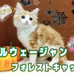 【 ノルウェージャンフォレストキャット 】激カワ!プレミアムキャットを徹底解剖!