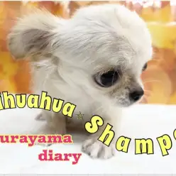 【 お手入れ】ドキドキ！今日はチワワちゃんのシャンプーの日！！