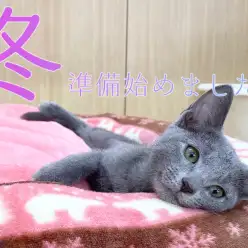 【冬の準備】猫ちゃん大喜び！！ふわふわベット導入！！