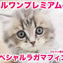 【 ラガマフィン プレミアム 】性格も食欲もルックスも!神の申し子的にゃんこ!