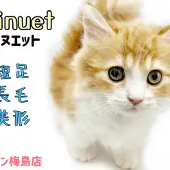 【 ミヌエット 】性格も良し！短足、長毛、美形のスーパーキャット登場！！