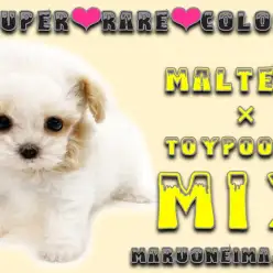 【 MIX 】超希少！アプリコット＆ホワイトのレアカラーなマルプーが電撃入店！