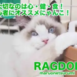 【 ラグドール 】心と健康と食欲を兼ね備えた初心者必見の大注目にゃんこ！