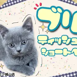 【ブリティッシュショートヘア】思わず触りたくなるホッペの猫