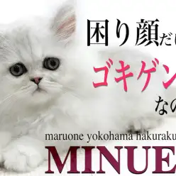 【 ミヌエット 】超丸顔の癒し系猫!得意のポーズで個性的な遊び方を披露!