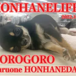 【 ごろごろチワワ 】寝顔を撮っていたらちーちゃんの特技が開花!