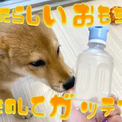 【新しいおもちゃ】ペットボトルがおもちゃに早変わりのアイテム！！