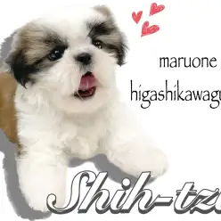 【 シーズー 】ムチムチボディに鼻ぺちゃフェイスで癒し度120%のシーズーちゃん