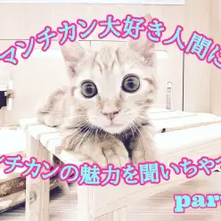 【 マンチカンレポート 】マンチカンマニアに魅力を聞いてみよう！第二弾！