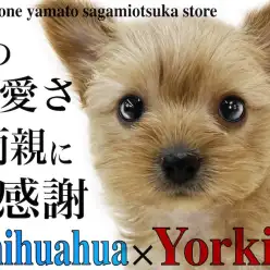 【 MIX 】超小型！将来はどっち似？チワワとヨークシャーテリアのミックス！