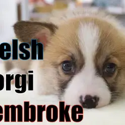 【コーギー】整ったお顔立ちとシンメトリーの模様ぷりけつ姫！