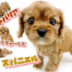 【 キャバリア 】宝石のルビーを連想させる艶のある希少カラー!陽気なキャバたん