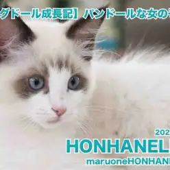 【 ラグドール成長記 】パンドールと呼びたい生後88日（初心者必見！）