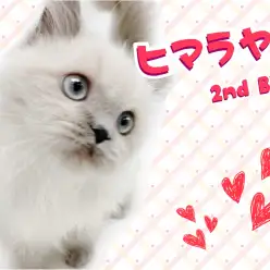 【 ヒマラヤン 】ひまちゃんの日常を覗き見！？4ヶ月でこんなに成長しました