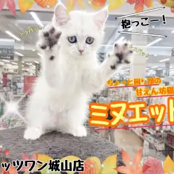 【 ミヌエット 】落ち着いた性格でちょっと恐がりな甘えん坊猫