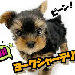 【 ヨークシャーテリア 】手のひらサイズのイケメンヨーキーくんは魅力たっぷり!