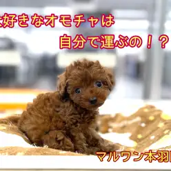 【 トイプードル  レッド 】あたちのお気に入りのオモチャはベッドに運ぶよ！