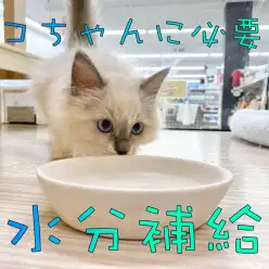 【ネコちゃんと水分】冬こそネコちゃんの水分補給を増やそう!