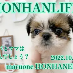 【 ホンハネニューフェイス 】ホンハネに幸せを運ぶ天使のチワズーがやってきた！