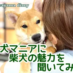 【 柴犬レポート 】柴犬マニアに柴犬の魅力を聞いてみよう！