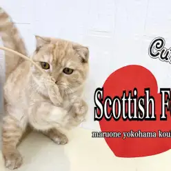 【 スコティッシュフォールド 】7ヶ月の順応性抜群のスコティッシュ君