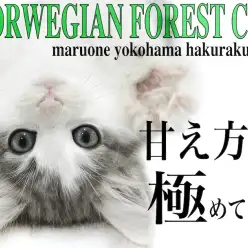 【 ノルウェージャンフォレストキャット 】甘え方を極めた心を掴んで離さない猫
