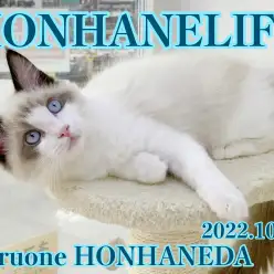 【 ホンハネラグドール 】パンダ？たぬき？いいえ、美猫目指して成長中！