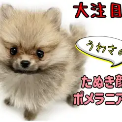 【 ポメラニアン 】ミニマムサイズの超たぬき顔!超絶かわいいポメちゃん登場!!