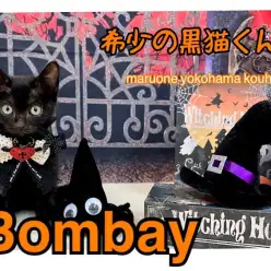 【 ボンベイ 】希少！カッコ可愛い甘えん坊の黒猫さん！