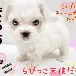 【 マルチーズ 】環境馴れ抜群!元気いっぱい!ちびっこ天使!