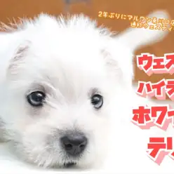 【 ウェスティー 】体は小柄でも頭脳は明晰!楽しいドッグライフを過ごそう!
