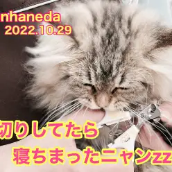 【 お手入れ】ペルシャちゃん！爪切りしてたら寝ちゃったよ！！の巻