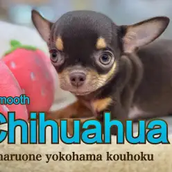【 チワワ 】美しいチョコレアカラーと極上のビロードのような手触りのスムチー